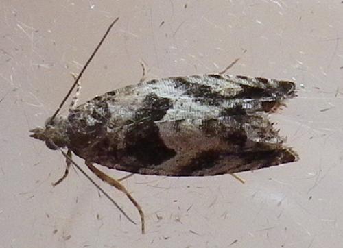 Réf. 238 866 : Epinotia sp.